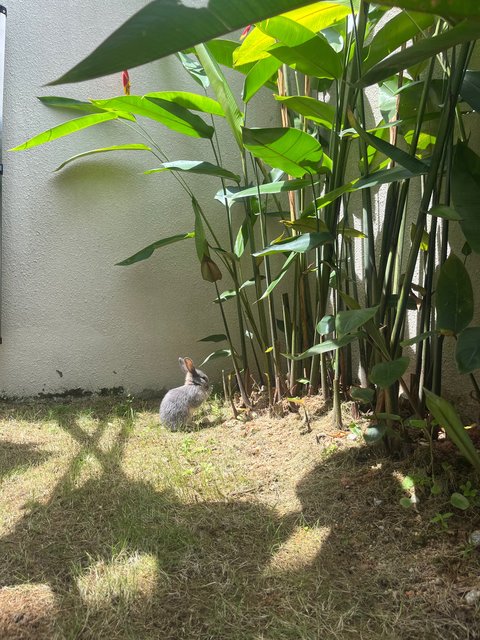 Boba - Mini Rex Rabbit