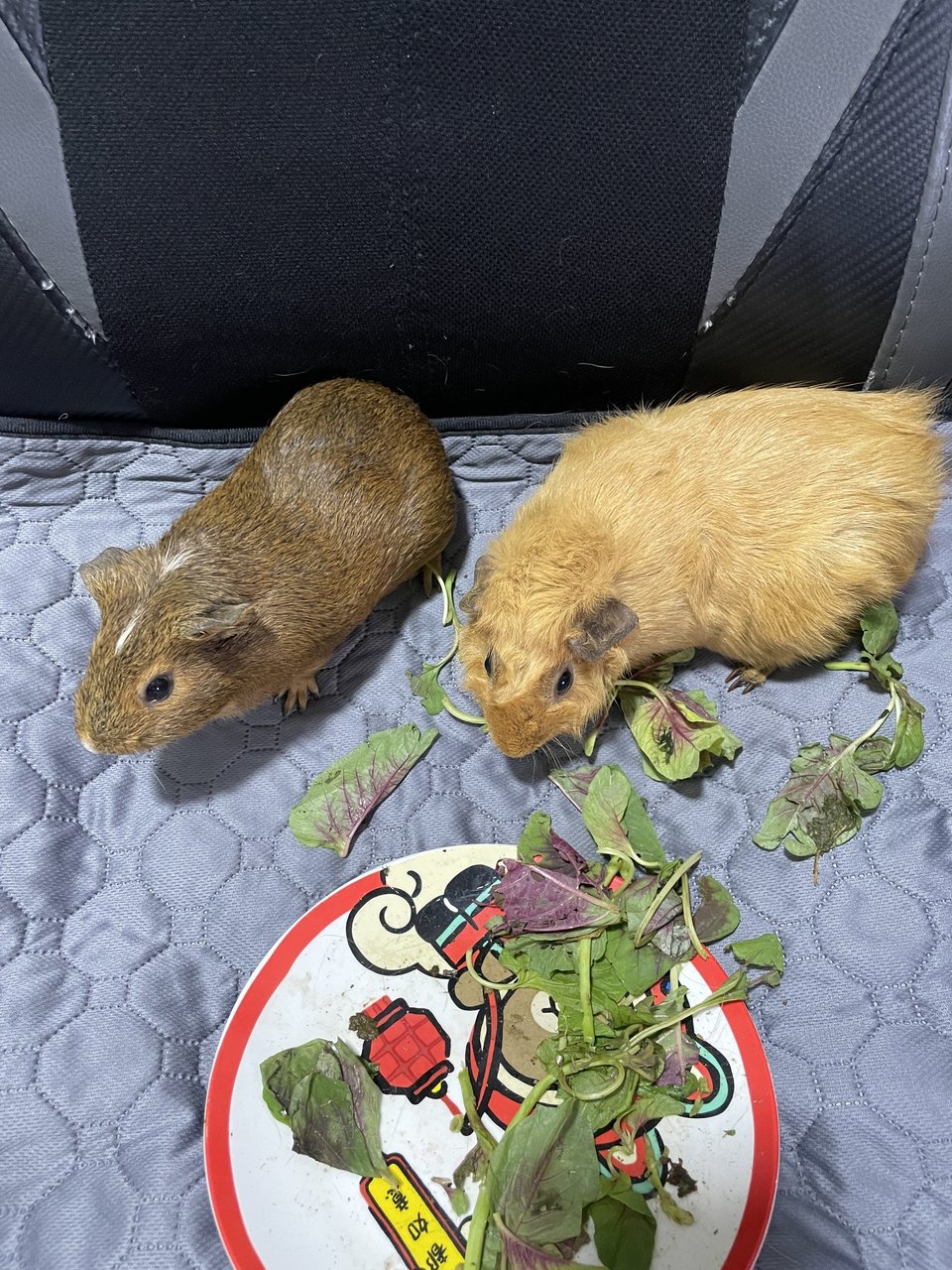 Coco And Brownie - Guinea Pig Small & Furry