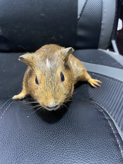 Coco And Brownie - Guinea Pig Small & Furry