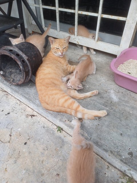 Basketful Oranges - Domestic Short Hair Cat