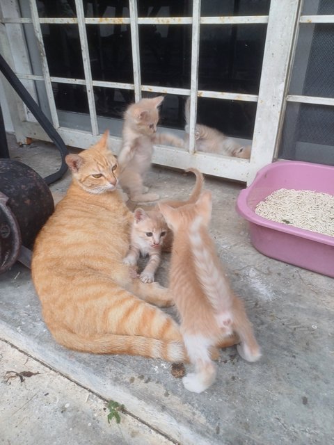 Basketful Oranges - Domestic Short Hair Cat