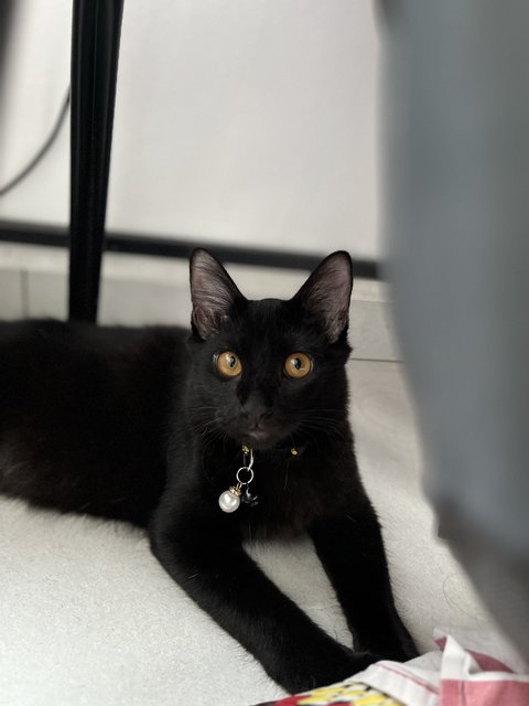 Haki - Bombay Cat