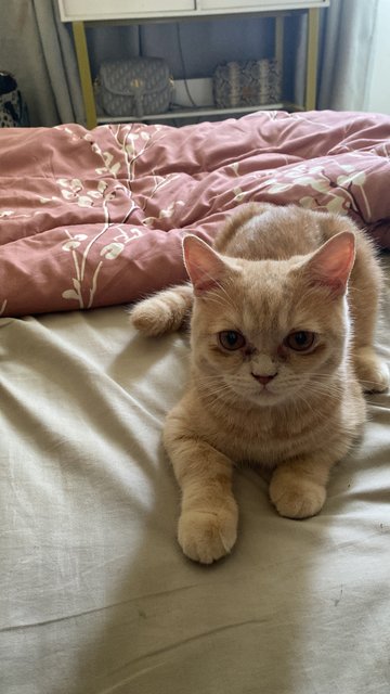 Simba - British Shorthair Cat