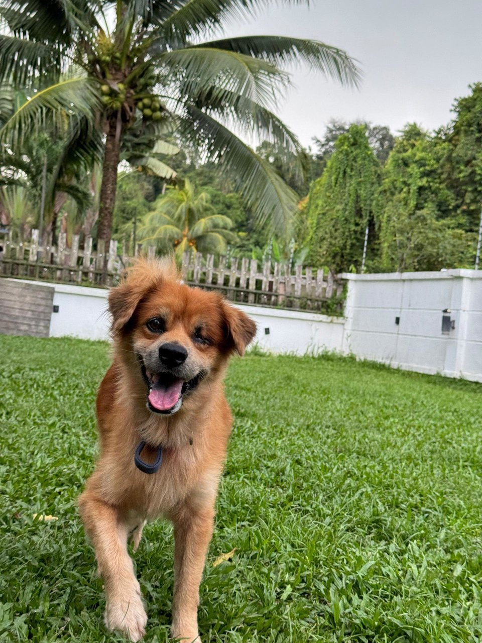 Tobi  - Mixed Breed Dog