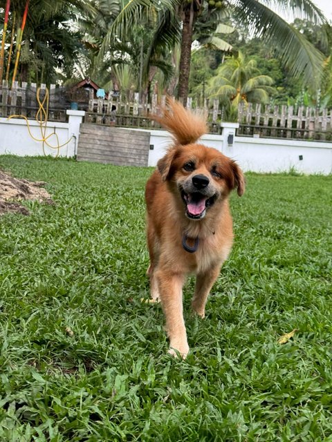 Tobi  - Mixed Breed Dog