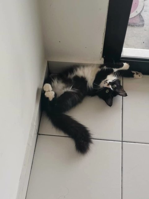 Callie (V) Lost In Bandar Tasik Senangin - Domestic Medium Hair + Tuxedo Cat