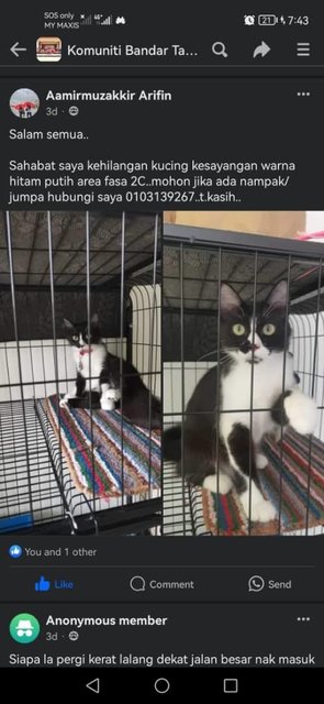 Callie (V) Lost In Bandar Tasik Senangin - Domestic Medium Hair + Tuxedo Cat