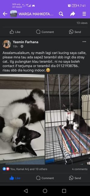 Callie (V) Lost In Bandar Tasik Senangin - Domestic Medium Hair + Tuxedo Cat