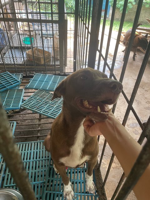 Cute Baby - Pit Bull Terrier Mix Dog