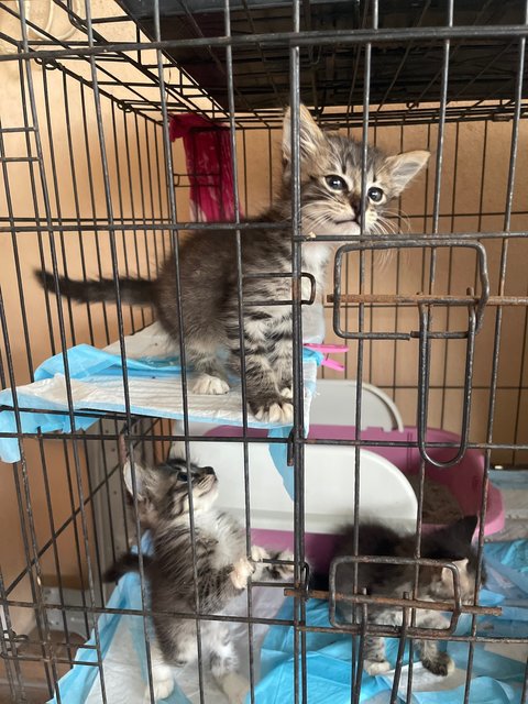 3 Musketeer - Dilute Calico + Domestic Medium Hair Cat