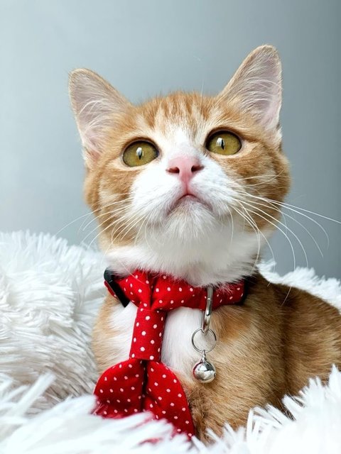 Chairman Meow - Domestic Short Hair Cat