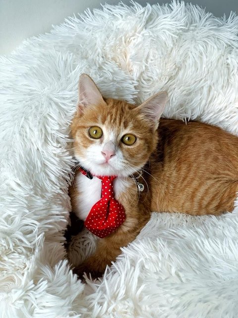 Chairman Meow - Domestic Short Hair Cat