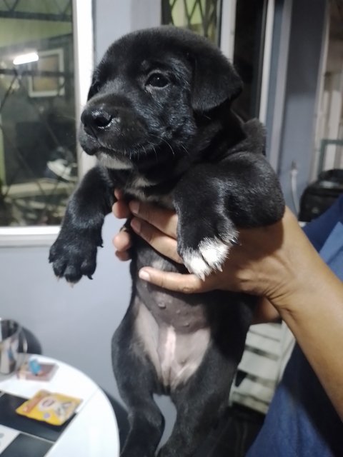 4 Puppies  - Mixed Breed Dog