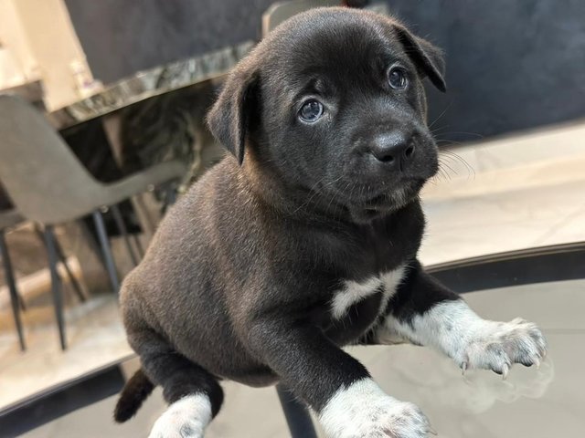 4 Puppies  - Mixed Breed Dog