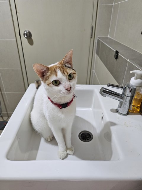 Lotus - Domestic Short Hair Cat