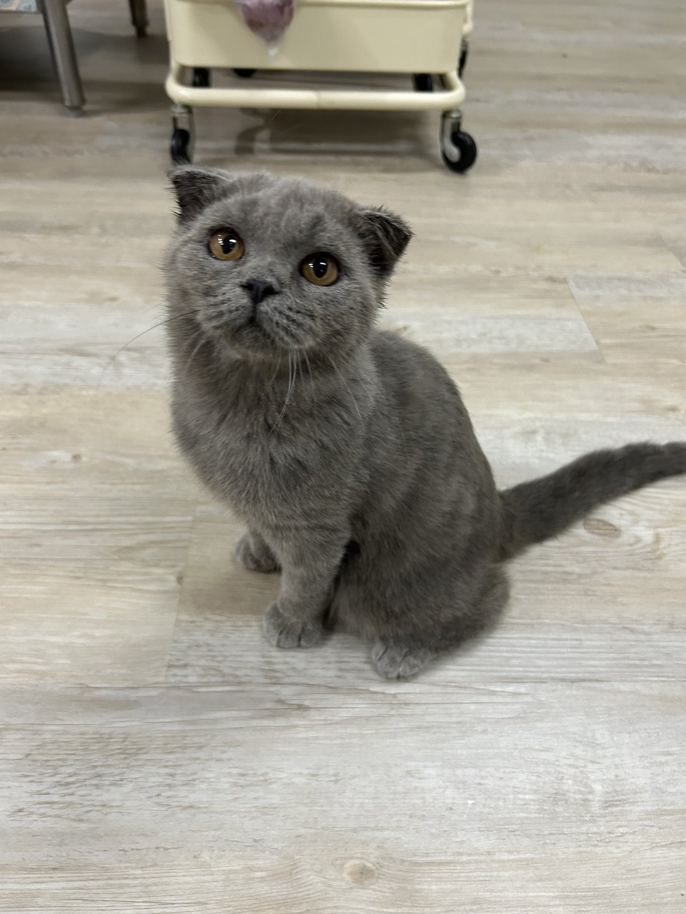 Scottish Fold Grey - Scottish Fold Cat