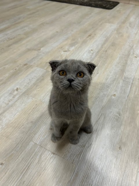 Scottish Fold Grey - Scottish Fold Cat