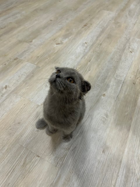 Scottish Fold Grey - Scottish Fold Cat