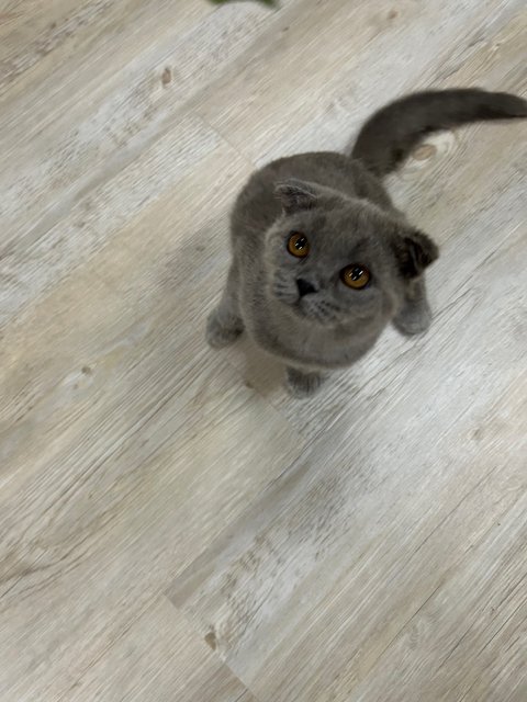 Scottish Fold Grey - Scottish Fold Cat