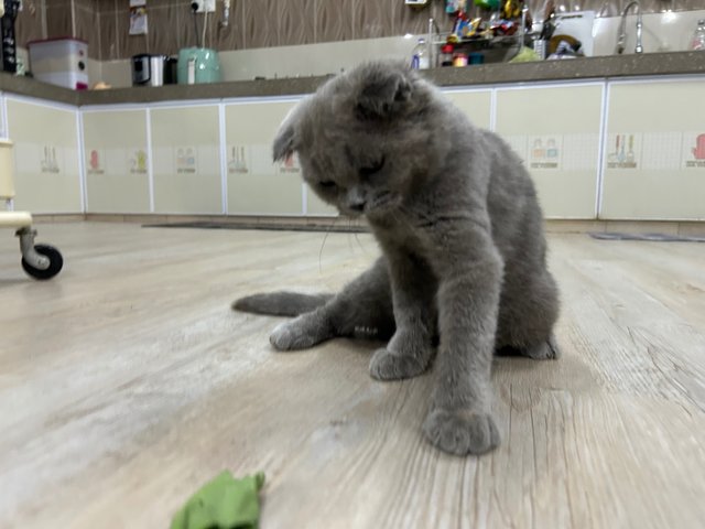 Scottish Fold Grey - Scottish Fold Cat