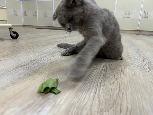 Scottish Fold Grey - Scottish Fold Cat