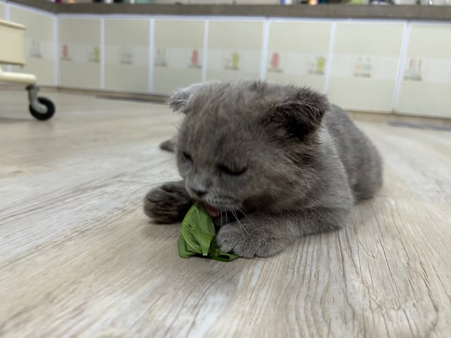 Scottish Fold Grey - Scottish Fold Cat