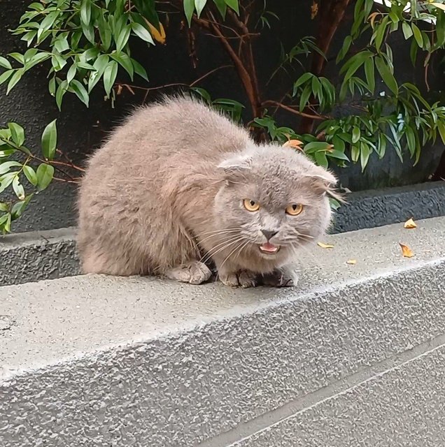 Barry - Scottish Fold + British Shorthair Cat