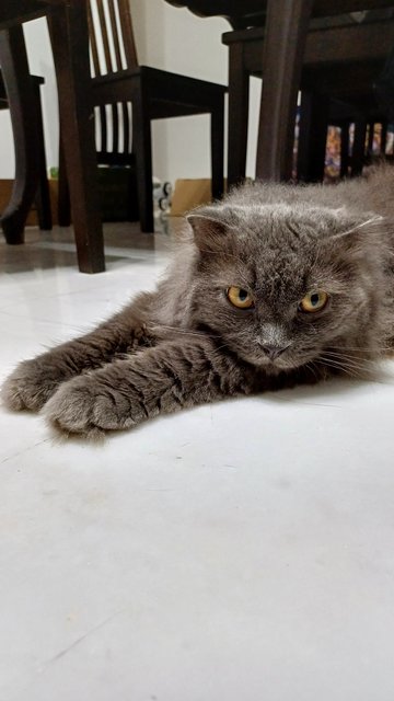 Barry - Scottish Fold + British Shorthair Cat