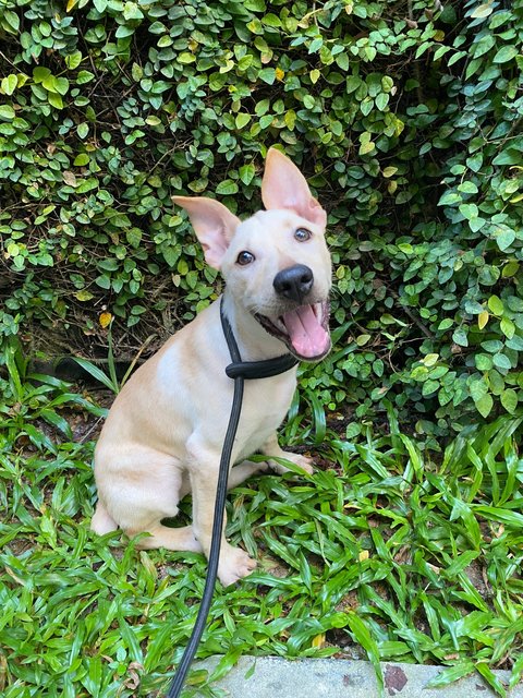 Bobtail Pup - Mixed Breed Dog