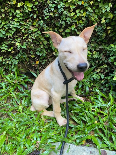 Bobtail Pup - Mixed Breed Dog