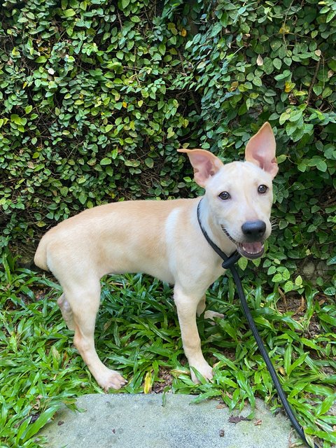 Bobtail Pup - Mixed Breed Dog