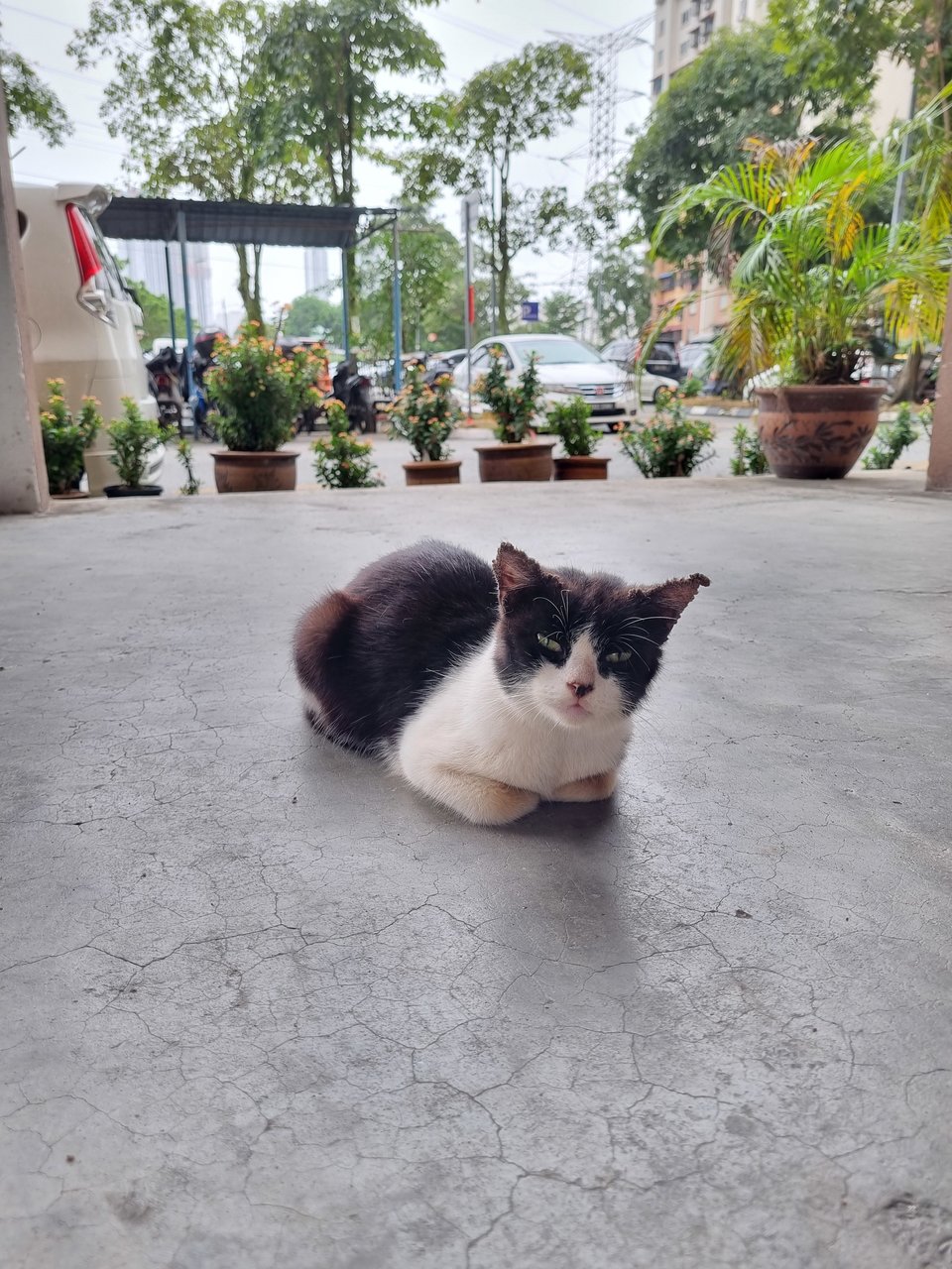 Batman - Tuxedo Cat