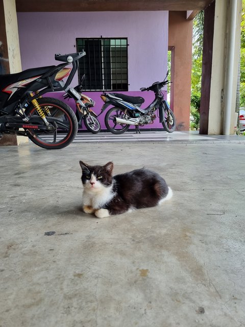 Batman - Tuxedo Cat