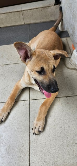 Caramel - Mixed Breed Dog