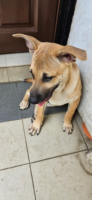 Caramel - Mixed Breed Dog