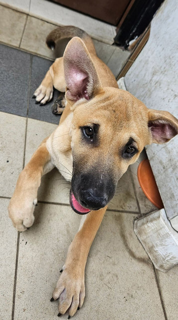 Caramel - Mixed Breed Dog