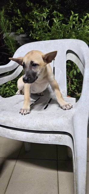 Choco - Mixed Breed Dog