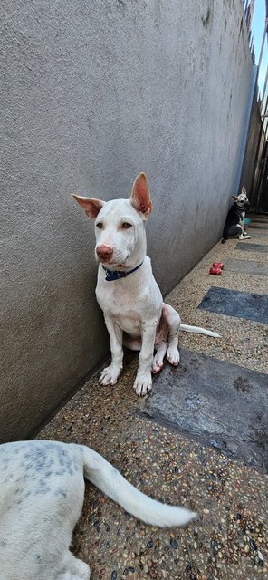 Snow - Mixed Breed Dog