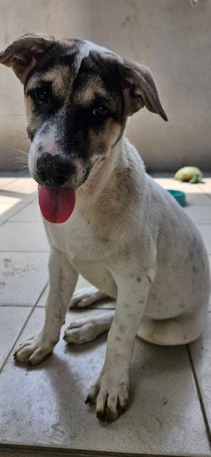 Spot - Mixed Breed Dog