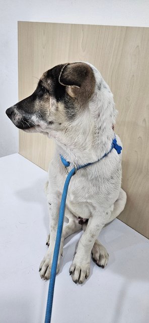 Spot - Mixed Breed Dog