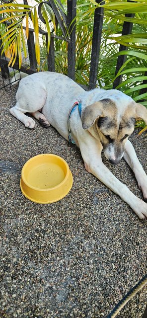 Spot - Mixed Breed Dog