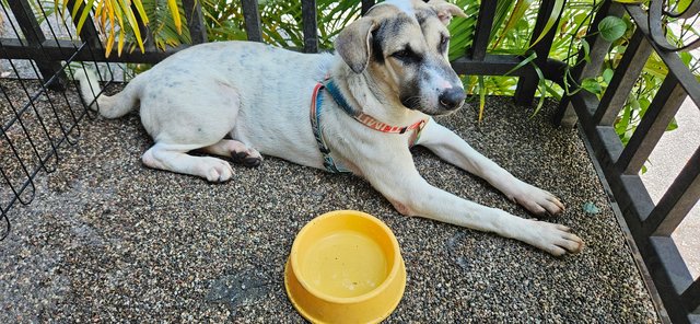 Spot - Mixed Breed Dog