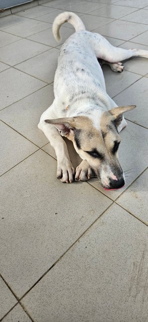 Spot - Mixed Breed Dog