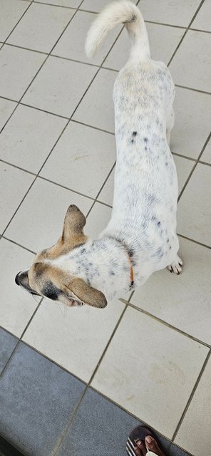 Spot - Mixed Breed Dog