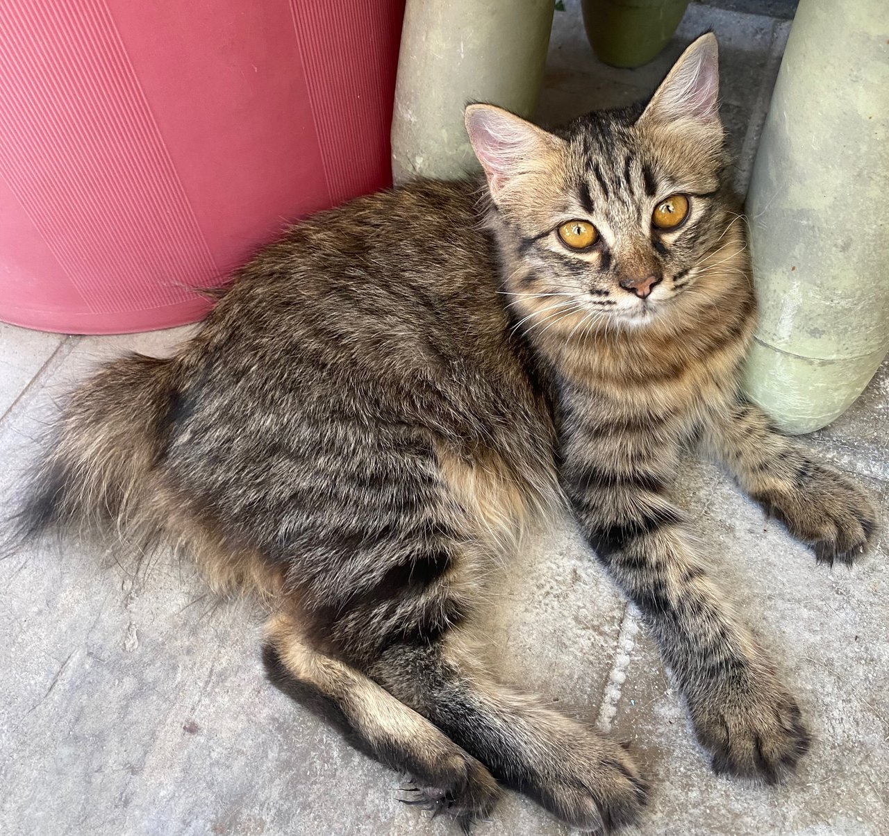 Debab  - Domestic Medium Hair Cat