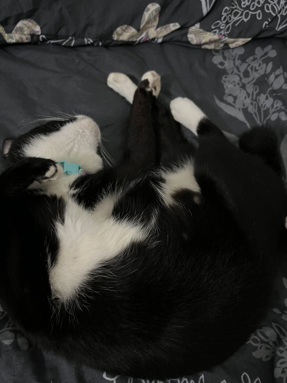 Oken - Domestic Short Hair + Tuxedo Cat