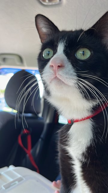 Oken - Domestic Short Hair + Tuxedo Cat