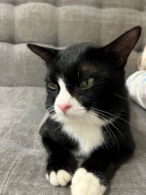 Oken - Domestic Short Hair + Tuxedo Cat