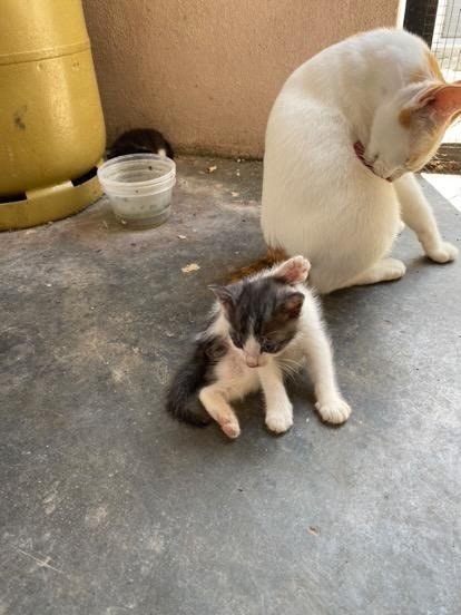 None - Domestic Medium Hair Cat