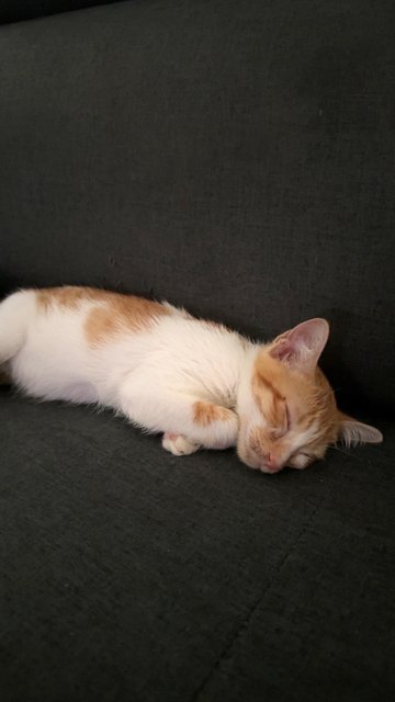 Orange  - Domestic Short Hair Cat